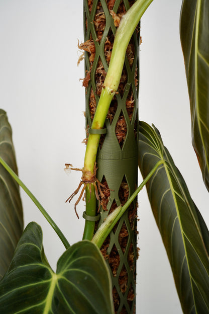 Moss Pole