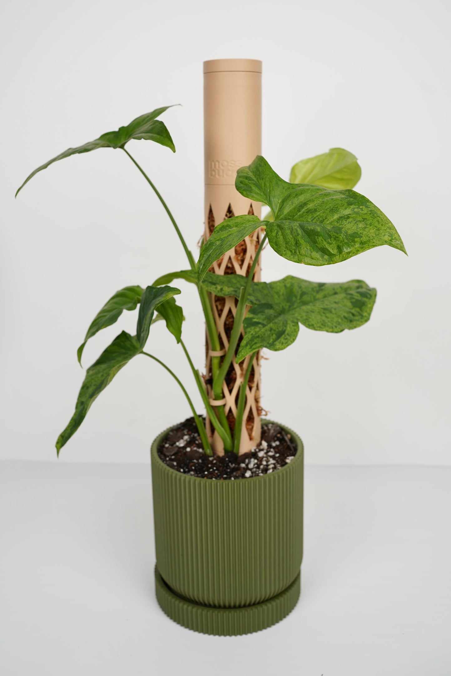 Moss Pole