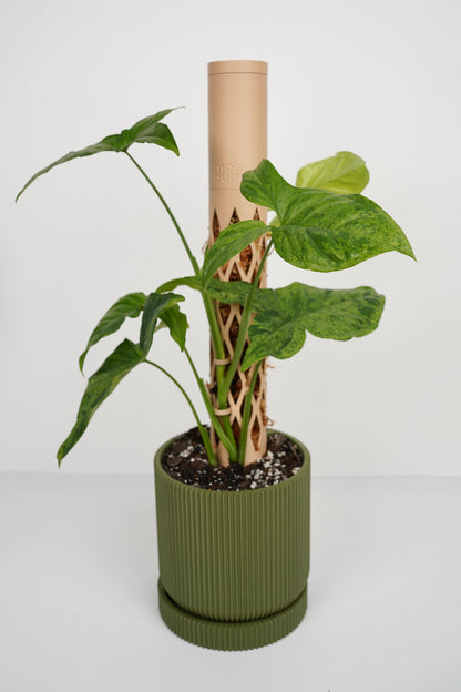 Moss Pole